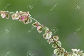 Attēlu rezultāti vaicājumam “Rumex acetosa bud”