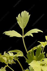 Attēlu rezultāti vaicājumam “Levisticum officinale leaf”