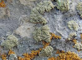 Attēlu rezultāti vaicājumam “Cliostomum corrugatum”