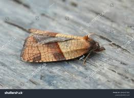 Attēlu rezultāti vaicājumam “Acleris bergmanniana”