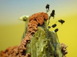 Attēlu rezultāti vaicājumam “Arcyria stipata”