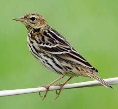 Image result for Anthus gustavi