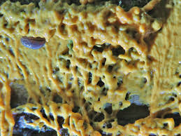 Attēlu rezultāti vaicājumam “Physarum globuliferum spores”