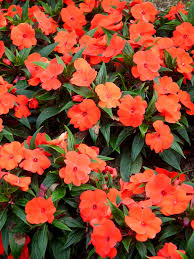 Image result for Impatiens walleriana