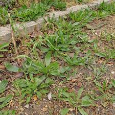 Attēlu rezultāti vaicājumam “Plantago lanceolata bud”