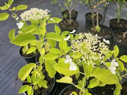 Attēlu rezultāti vaicājumam “Hydrangea arborescens subsp. discolor”