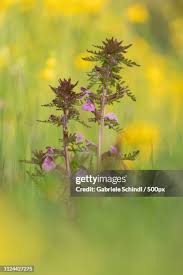 Attēlu rezultāti vaicājumam “Pedicularis palustris flower”