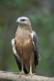 Attēlu rezultāti vaicājumam “Buteo buteo adult”