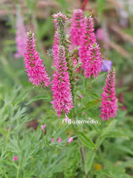 Attēlu rezultāti vaicājumam “Veronica spicata leaf”