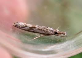 Attēlu rezultāti vaicājumam “Platytes alpinella”