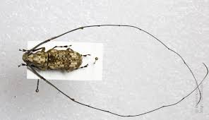 Attēlu rezultāti vaicājumam “Anthribidae”