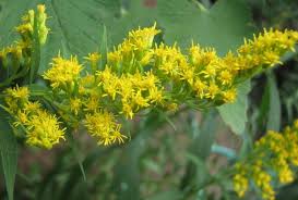 Attēlu rezultāti vaicājumam “Solidago canadensis fruit”