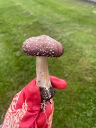 Attēlu rezultāti vaicājumam “Stropharia hornemannii”