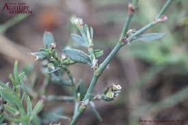 Attēlu rezultāti vaicājumam “Polygonum aviculare flower”