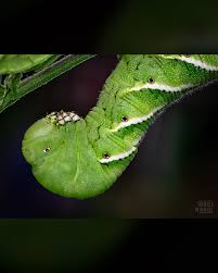 Attēlu rezultāti vaicājumam “Scapania mucronata macro”