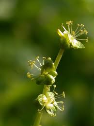 Attēlu rezultāti vaicājumam “Mercurialis perennis bud”