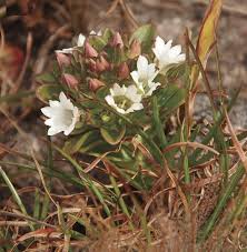 Attēlu rezultāti vaicājumam “Gentianaceae”