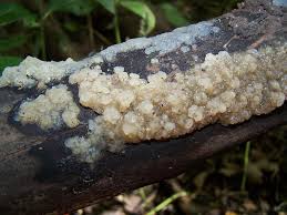 Attēlu rezultāti vaicājumam “Exidia thuretiana”