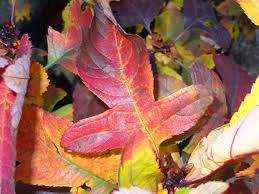 Attēlu rezultāti vaicājumam “Crataegus chlorosarca”