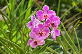 Attēlu rezultāti vaicājumam “Orchidaceae”