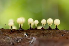 Attēlu rezultāti vaicājumam “Cribraria cancellata var. fusca stalked”