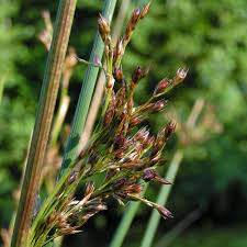 Attēlu rezultāti vaicājumam “Juncus inflexus”