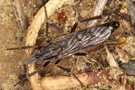 Attēlu rezultāti vaicājumam “Therevidae larva”