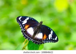 Attēlu rezultāti vaicājumam “Limenitis camilla underside”