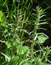 Attēlu rezultāti vaicājumam “Gnaphalium sylvaticum flower”