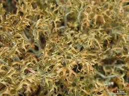 Attēlu rezultāti vaicājumam “Cetraria ericetorum”