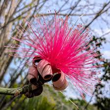 Attēlu rezultāti vaicājumam “Diderma globosum sessile”