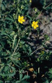 Attēlu rezultāti vaicājumam “Potentilla argentea leaf”