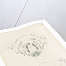 Attēlu rezultāti vaicājumam “Chionaspis salicis”