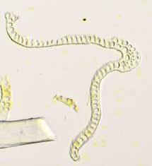 Attēlu rezultāti vaicājumam “Grimmia muehlenbeckii”