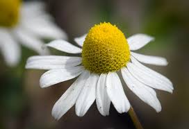 Attēlu rezultāti vaicājumam “Matricaria chamomilla flower”