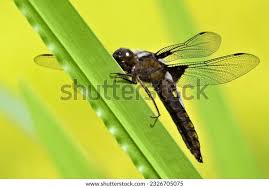 Attēlu rezultāti vaicājumam “Libellula depressa”