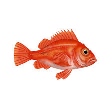 Image result for Sebastes fasciatus