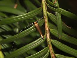 Attēlu rezultāti vaicājumam “Nematopogon sp.”