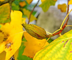 Attēlu rezultāti vaicājumam “Liriodendron tulipifera fruit”