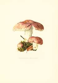 Attēlu rezultāti vaicājumam “Russula vesca”