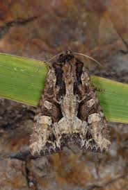 Attēlu rezultāti vaicājumam “Apamea remissa”