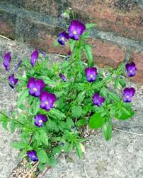 Image result for Viola x wittrockiana `Hiemalis`