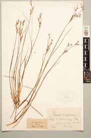 Attēlu rezultāti vaicājumam “Juncus compressus”