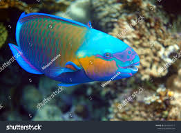 Image result for Chlorurus sordidus