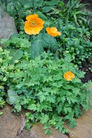 Image result for Meconopsis cambrica