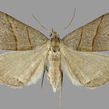 Attēlu rezultāti vaicājumam “Colobochyla salicalis”