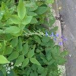 Attēlu rezultāti vaicājumam “Galega orientalis leaf”