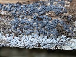 Attēlu rezultāti vaicājumam “Diderma chondrioderma”