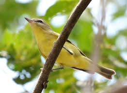 Image result for Vireo philadelphicus