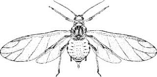 Attēlu rezultāti vaicājumam “Thecabius affinis nymph”